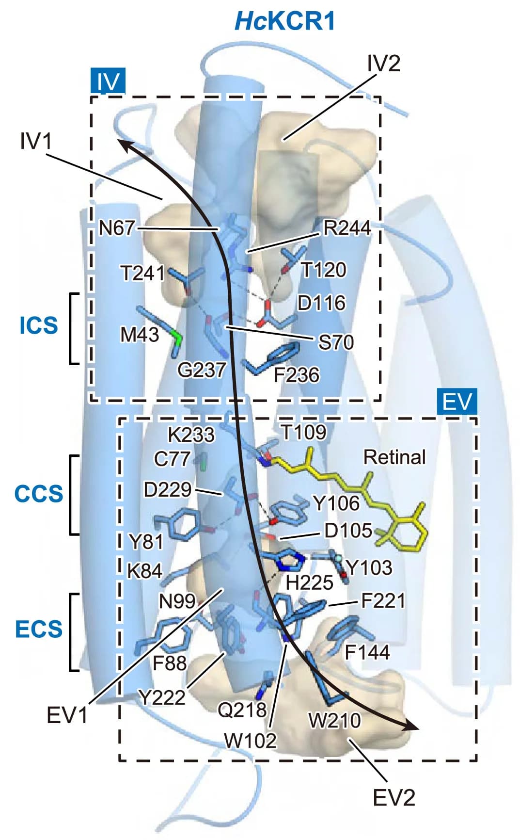 Open access visualization of Protein Structure, Chemical Structure, Ion-Conducting Cavities, HcKCR1, HcKCR2