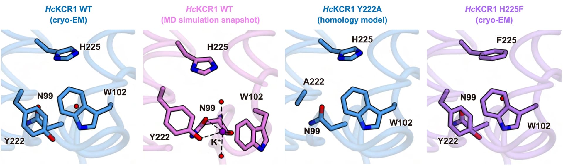 Open access visualization of Protein Structure, Chemical Structure, Selectivity Filter Region, HcKCR1 WT, Cryo-EM Structure