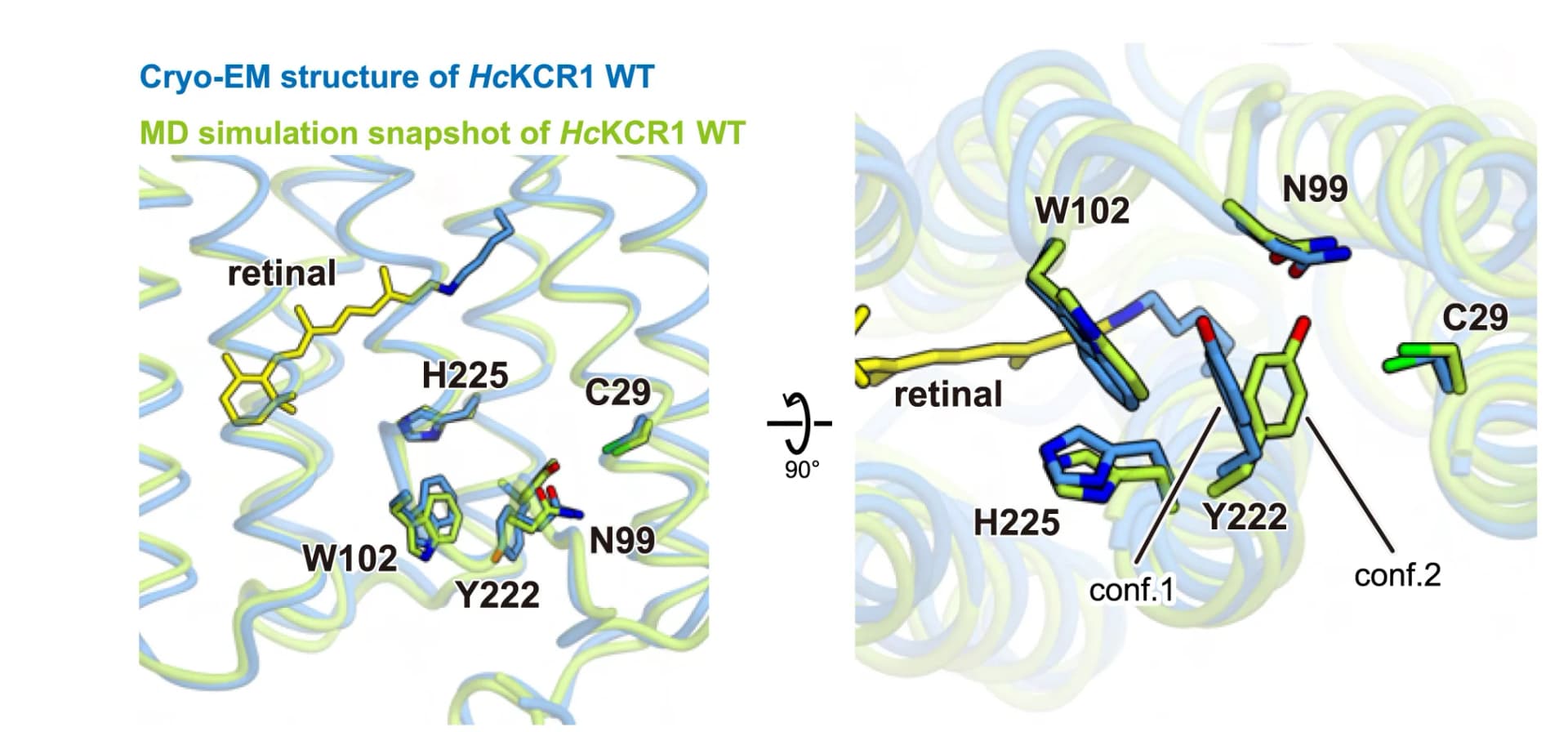 Open access visualization of Protein Structure, HcKCR1 WT Structure, MD Snapshot, Filter, Retinal
