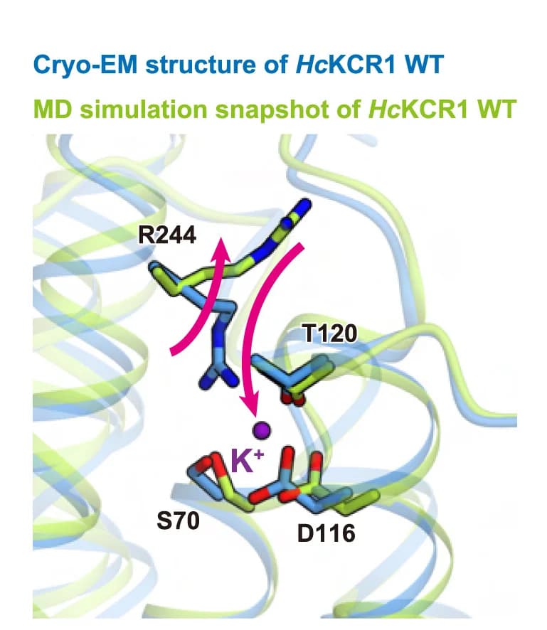 Open access visualization of Protein Structure, HcKCR1, Structure, MD Snapshot