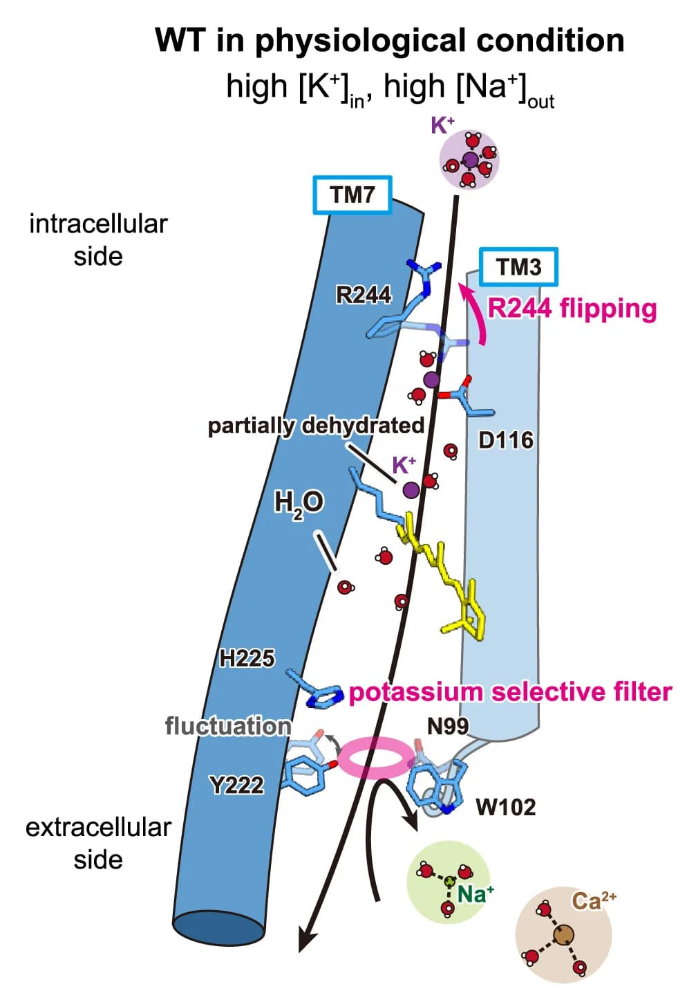 Open access visualization of Protein Structure, Chemical Structure, Ion Conduction Models, Wild Type, HcKCR