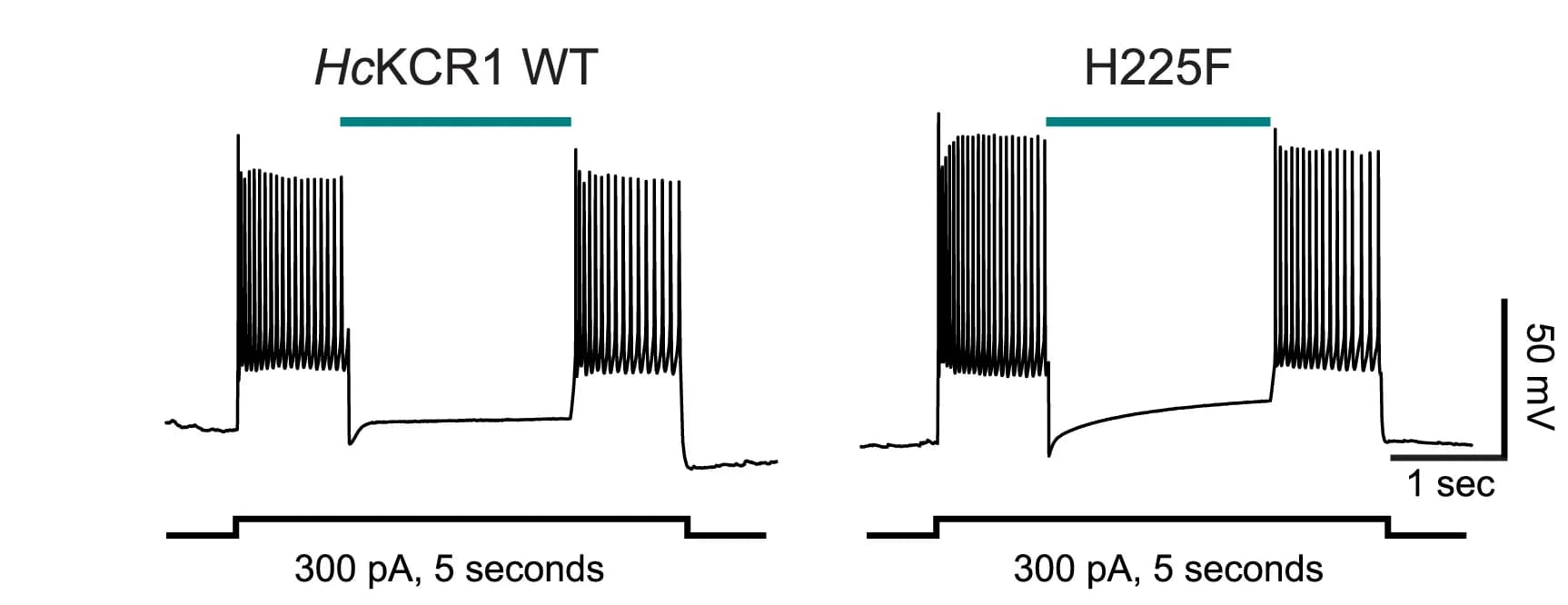 Open access visualization of Line Plot, Optogenetic Inhibition, Brain Slices, Tonic Currents