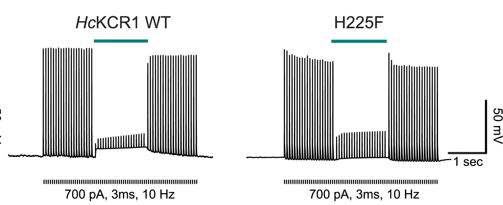 Open access visualization of Line Plot, Optogenetic Inhibition, Brain Slices, Phasic Currents