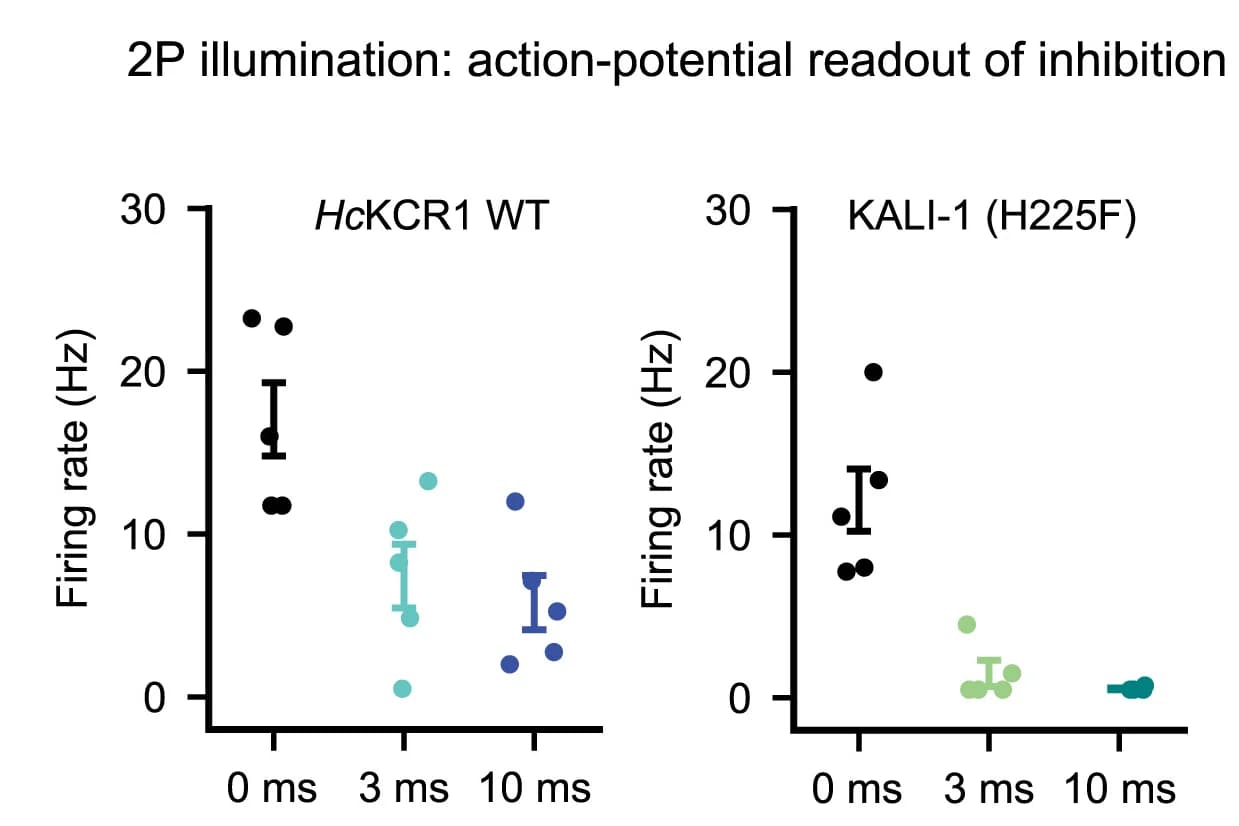 Open access visualization of Scatter Plot, Error Bars, Optogenetic Inhibition, 2P Durations, Cultured Neurons