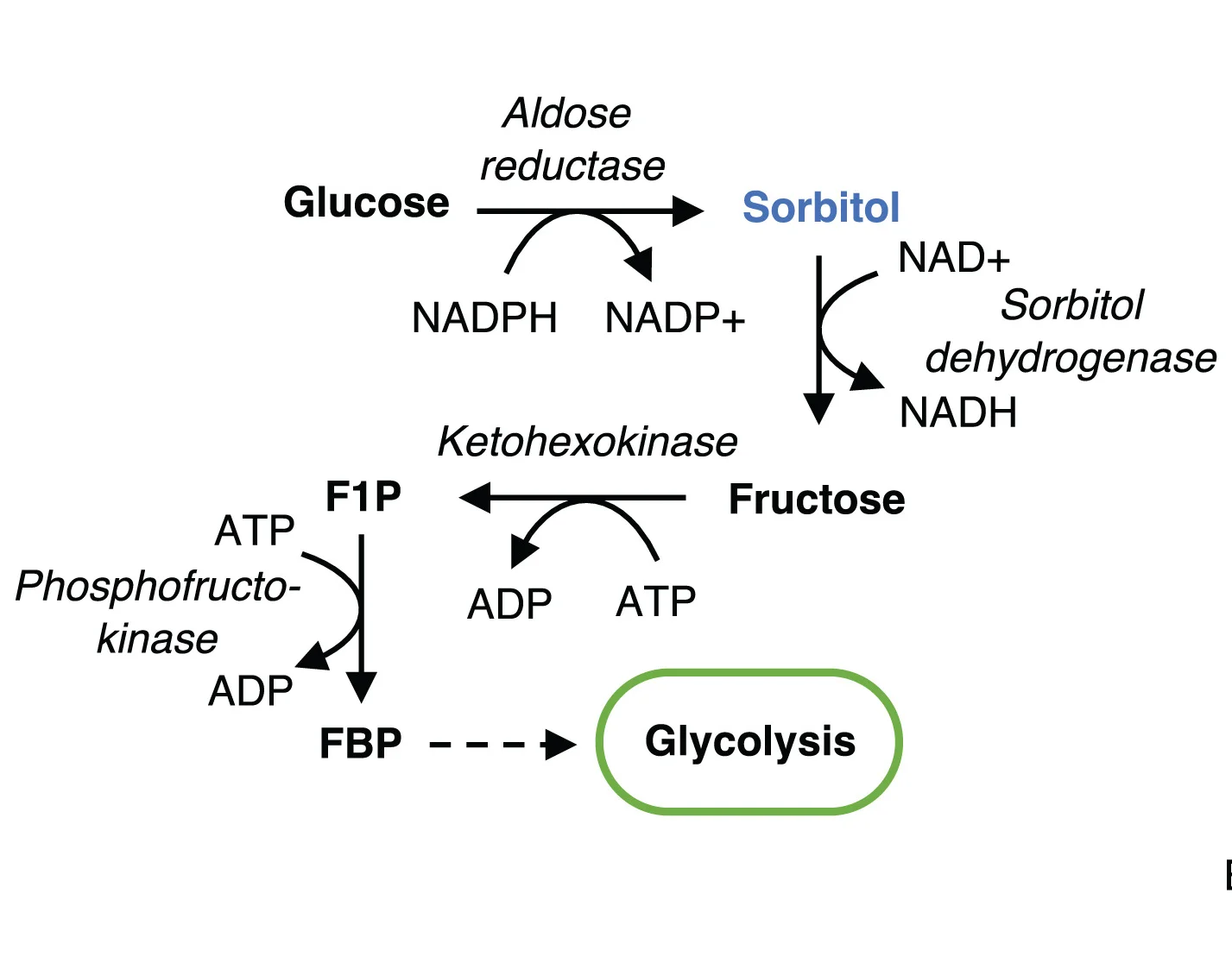 Open access visualization of Workflow, Flowchart, Schematic, Polyol Pathway, Glycolysis