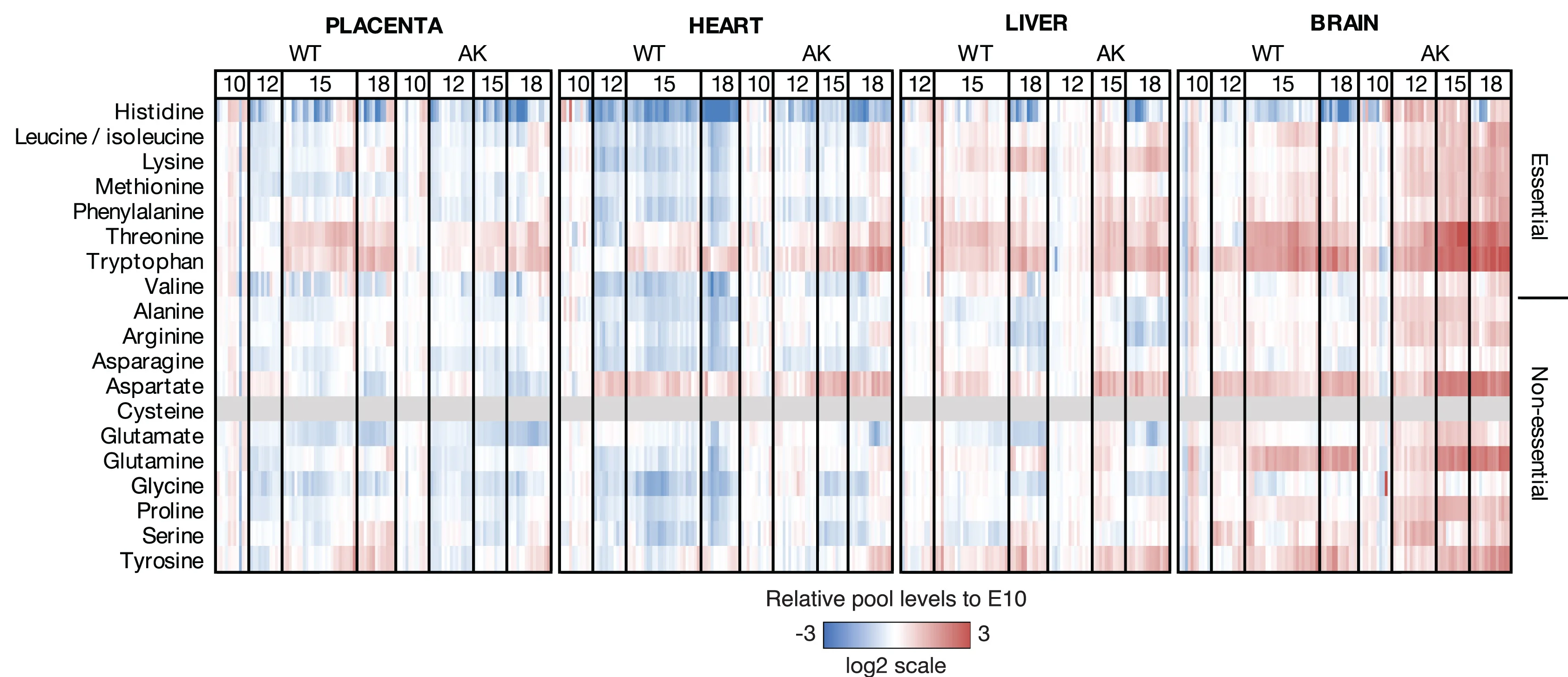 Open access visualization of Heatmap, Amino Acid Pool, Fetal Tissues, Wild-Type, Akita Dams