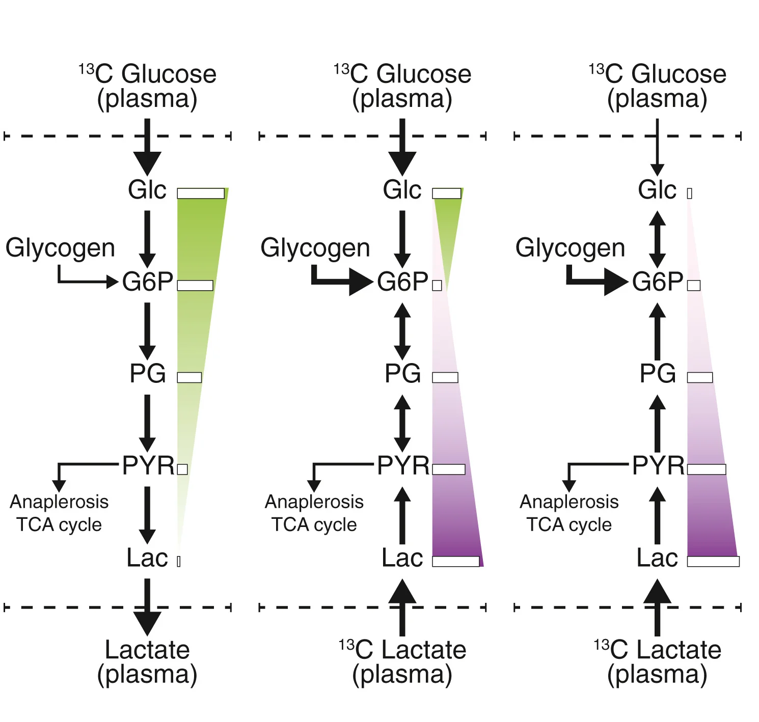 Open access visualization of Workflow, Flowchart, Carbon Sources, Glycolytic Intermediates, Biomass