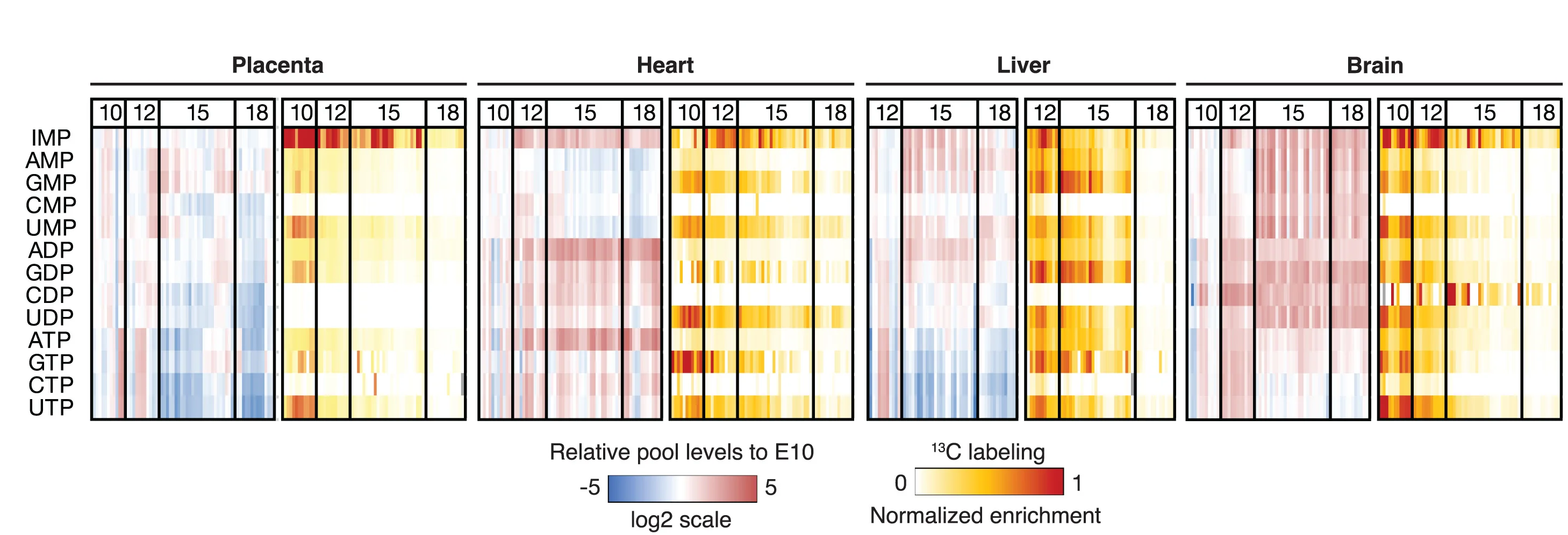 Open access visualization of Heatmap, Clustered, Nucleotide Pool, Fetal Tissues, Wild-Type Dams