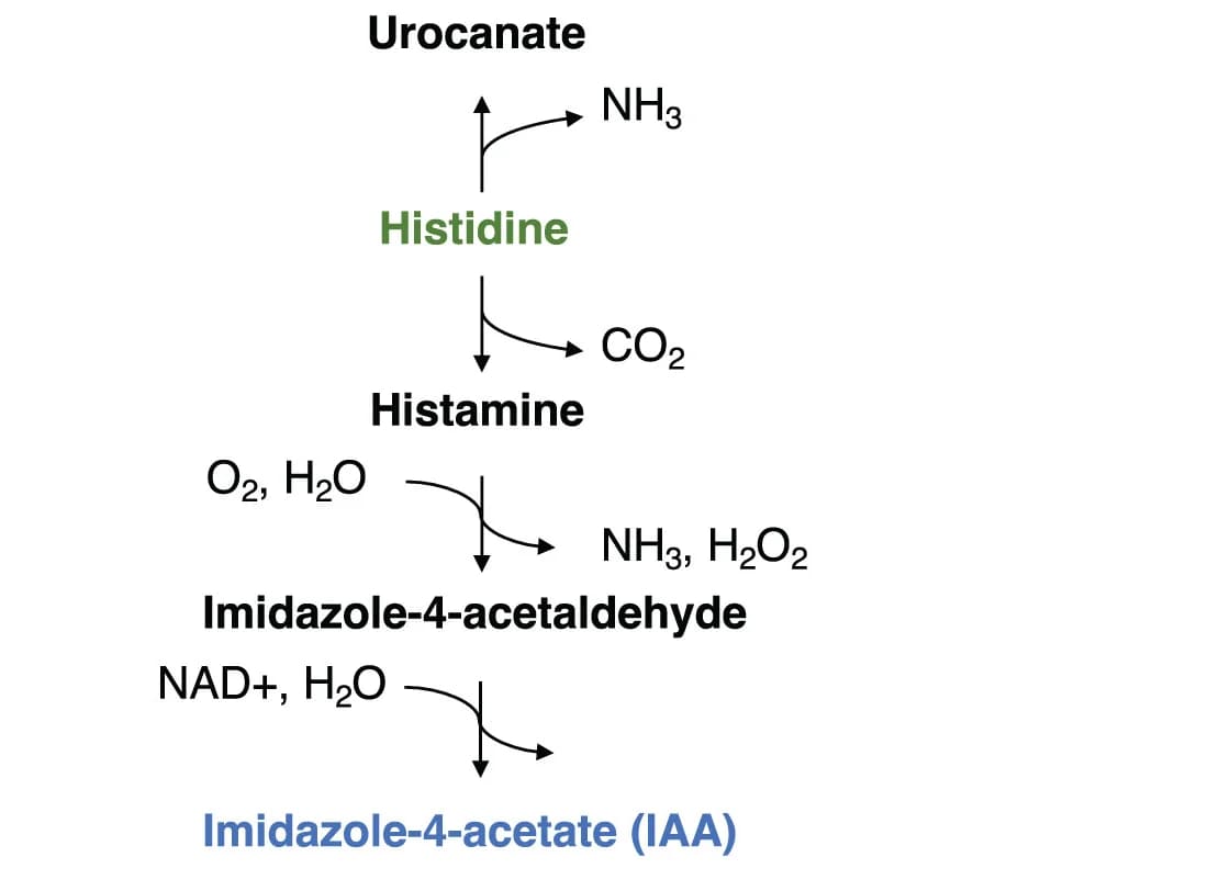 Open access visualization of Workflow, Flowchart, Histidine Metabolism, Pathway Schematic