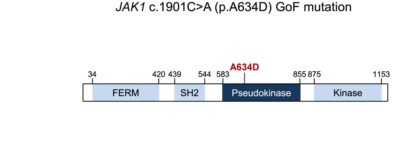 Open access visualization of Illustration, JAK1, GoF Mutation, Pseudokinase Domain