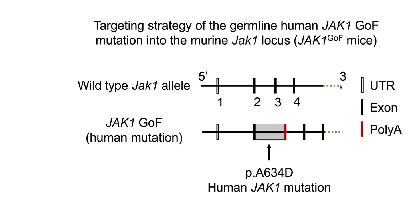 Open access visualization of Illustration, JAK1, GoF Mutation, Murine Jak1 locus