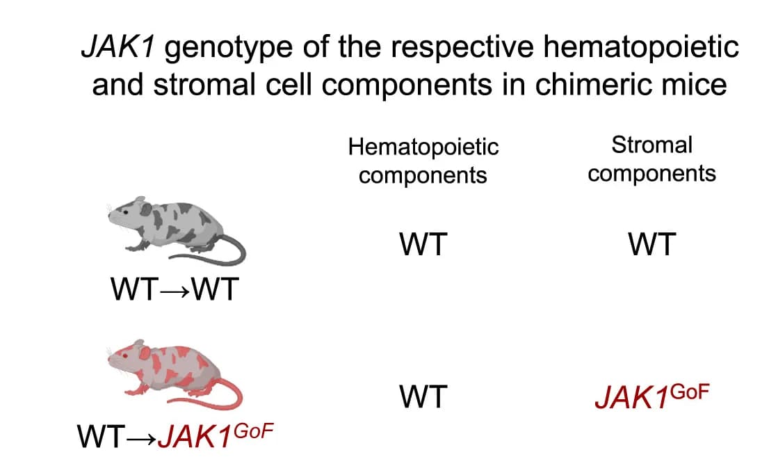 Open access visualization of Illustration, JAK1 Genotype, Hematopoietic Cells, Stromal Cells, Chimeric Mice