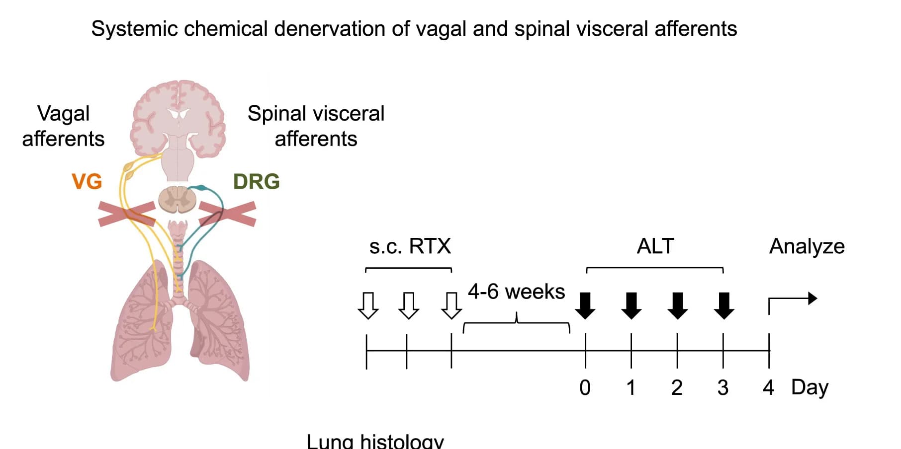 Open access visualization of Workflow, Illustration, Allergic Lung Inflammation, Denervation, Vagal Afferents