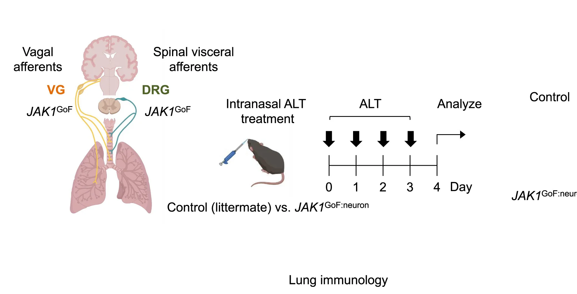 Open access visualization of Workflow, Illustration, Allergic Lung Inflammation Model, JAK1GoF Variant, Sensory Neurons