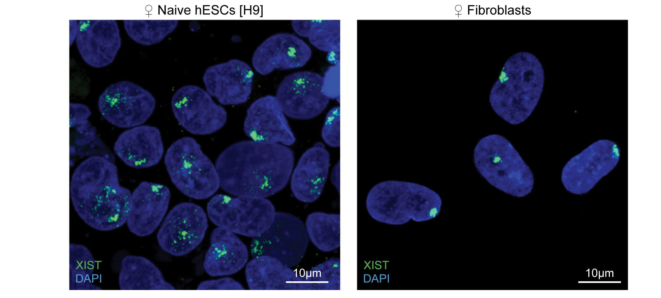 Open access visualization of Microscopy, RNA-FISH, XIST, DAPI, Cell Lines