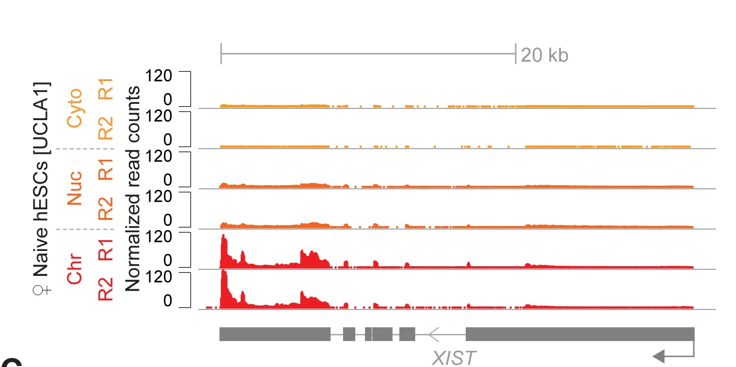 Open access visualization of Line Plot, Genome Browser, XIST, RNA, Chromatin