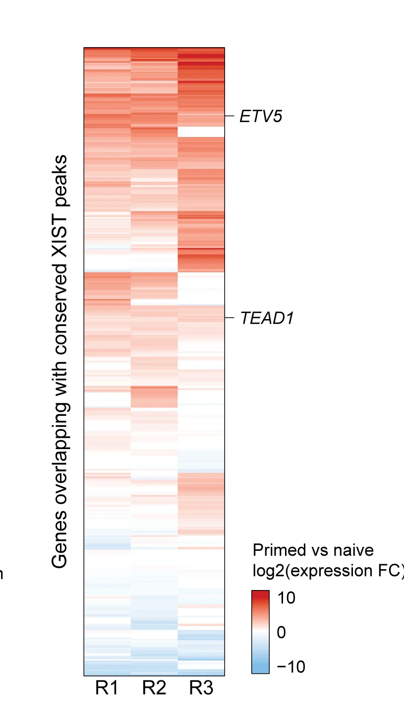 Open access visualization of Heatmap, Gene Expression, Fold Change, Pluripotent States, hESCs