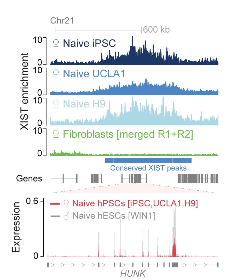 Open access visualization of Line Plot, XIST Enrichment, Chr21-Region, HUNK, Cell Lines