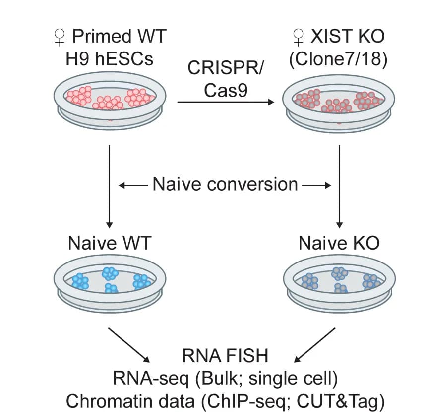 Open access visualization of Workflow, Flowchart, XIST Deletion, H9 WT hESCs, XIST KO Clones