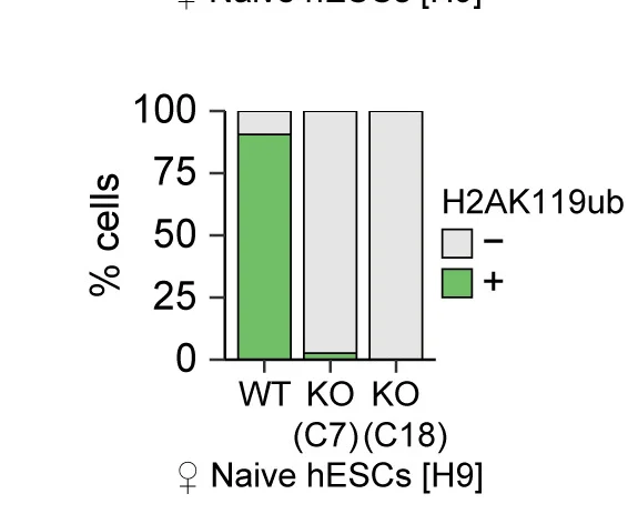 Open access visualization of Stacked Bar Plot, Cells, H2AK119ub, Accumulation