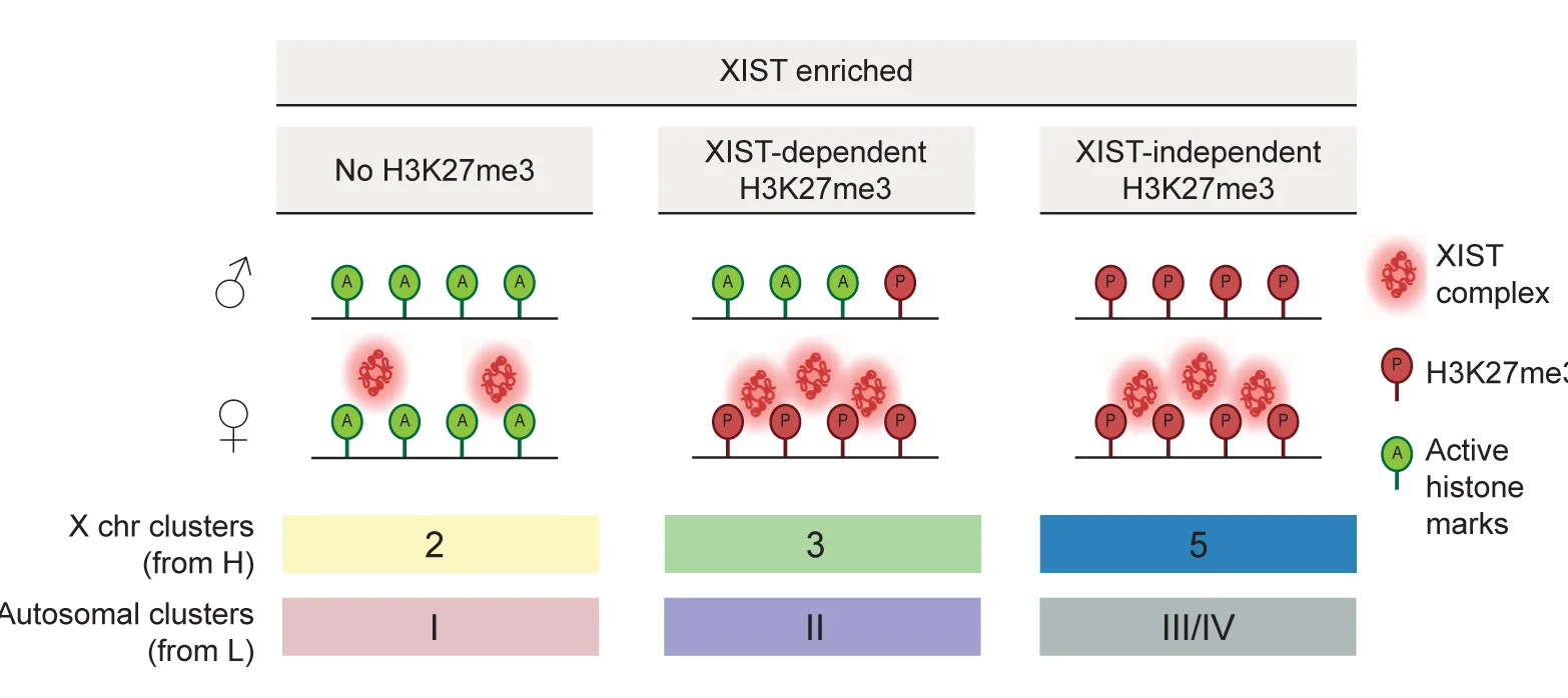 Open access visualization of Illustration, H3K27me3 States, XIST-Enriched Regions, ChrX, Autosomes