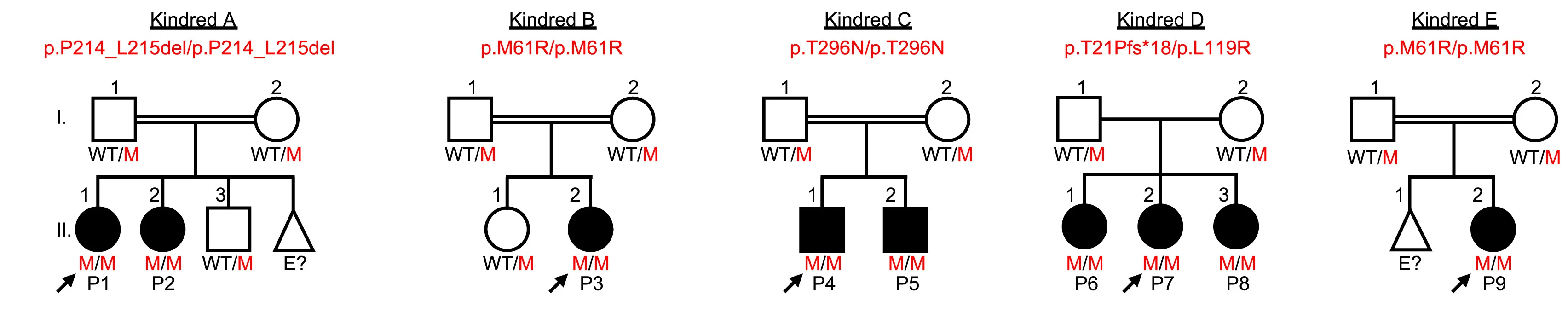 Open access visualization of Workflow, Flowchart, Pedigree, Kindreds, Genotype