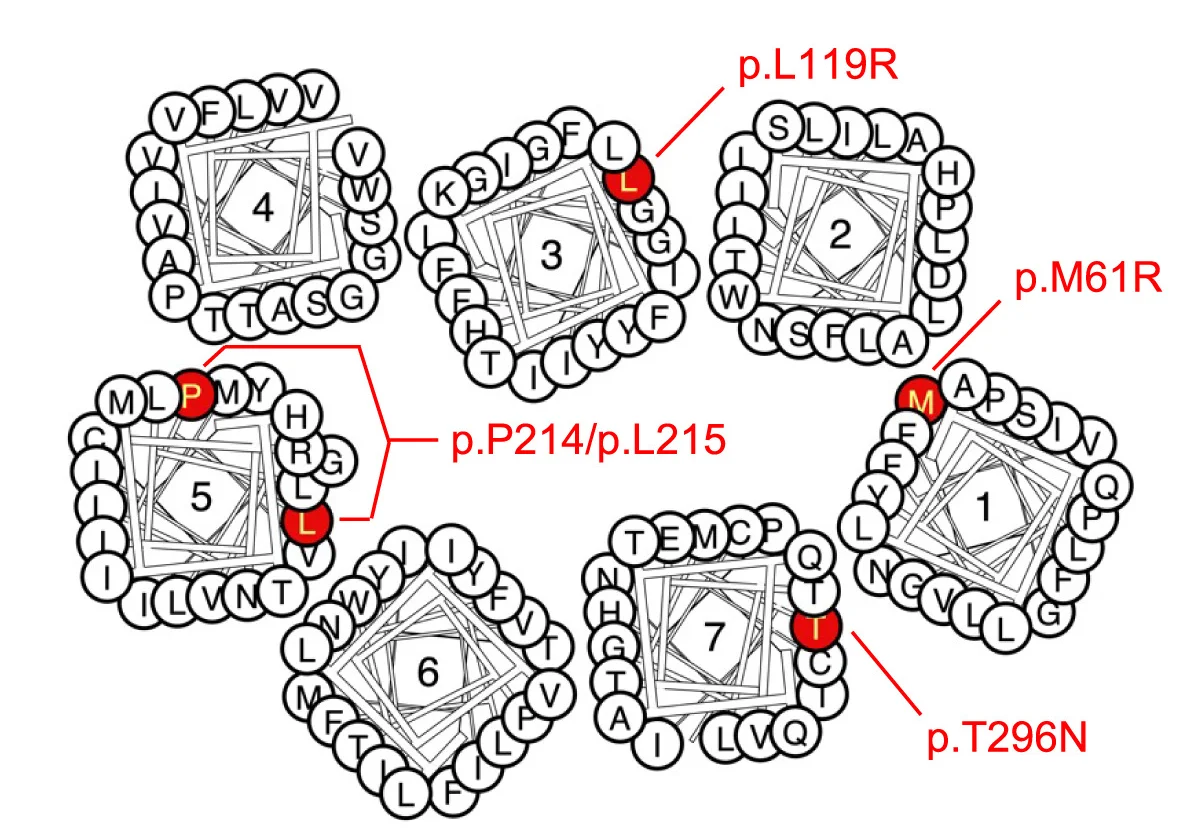 Open access visualization of Protein Structure, Chemical Structure, CCR2 Protein, Cross-Sectional View