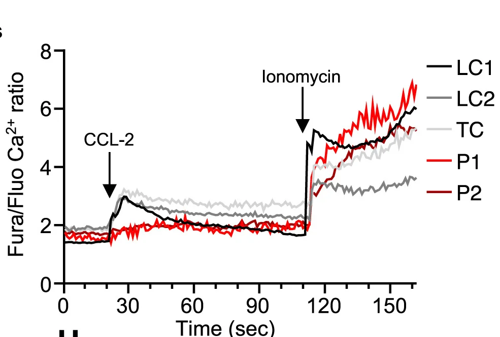 Open access visualization of Line Plot, Ca2+ Influx Assay, CD14+ Monocytes, CCL-2, Ionomycin