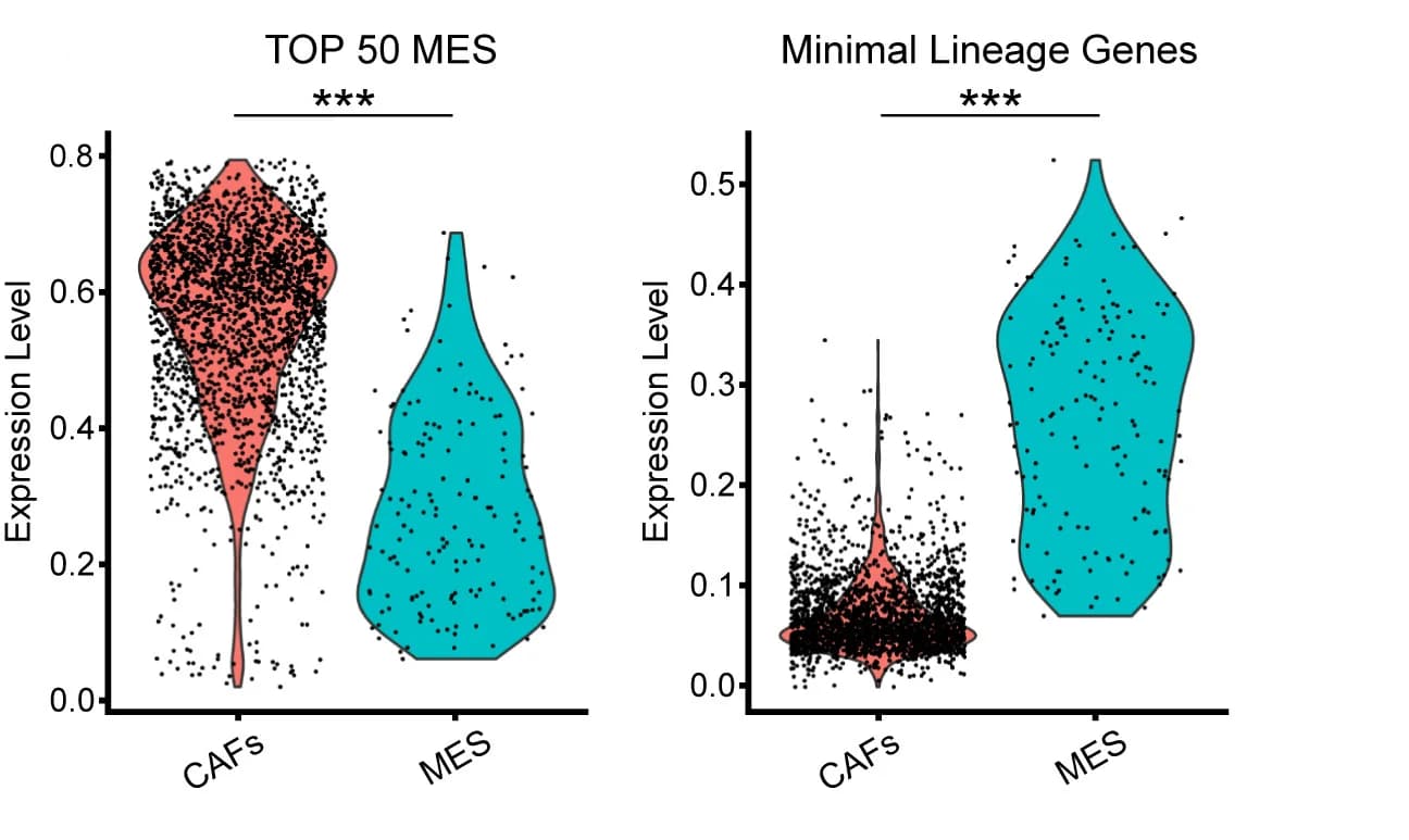 Open access visualization of Violin Plot, Scatter Plot, AUCell Score, Marker Genes, MES State