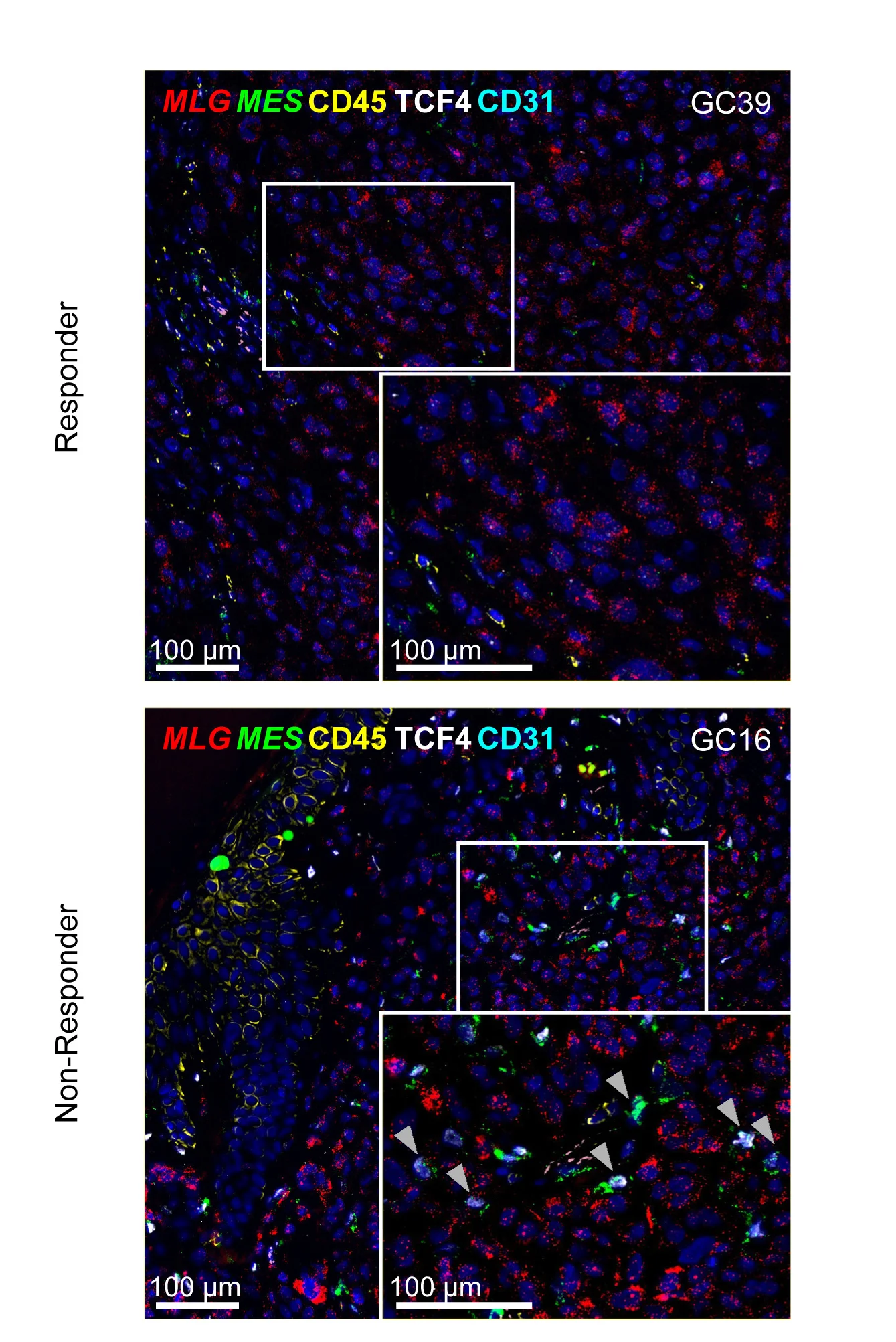 Open access visualization of Microscopy, CODEX, RNAscope, OT Responder, OT Non-Responder