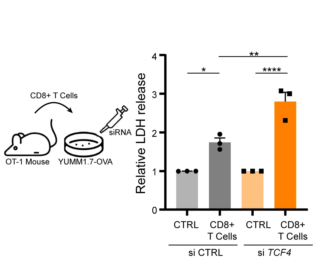 Open access visualization of Bar Plot, Error Bars, Co-Culture, Melanoma Cells, OVA Antigen