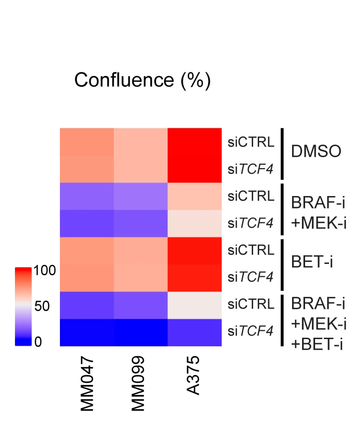 Open access visualization of Heatmap, MM047 Cells, A375 Cells, BET Inhibitor, ARV-771