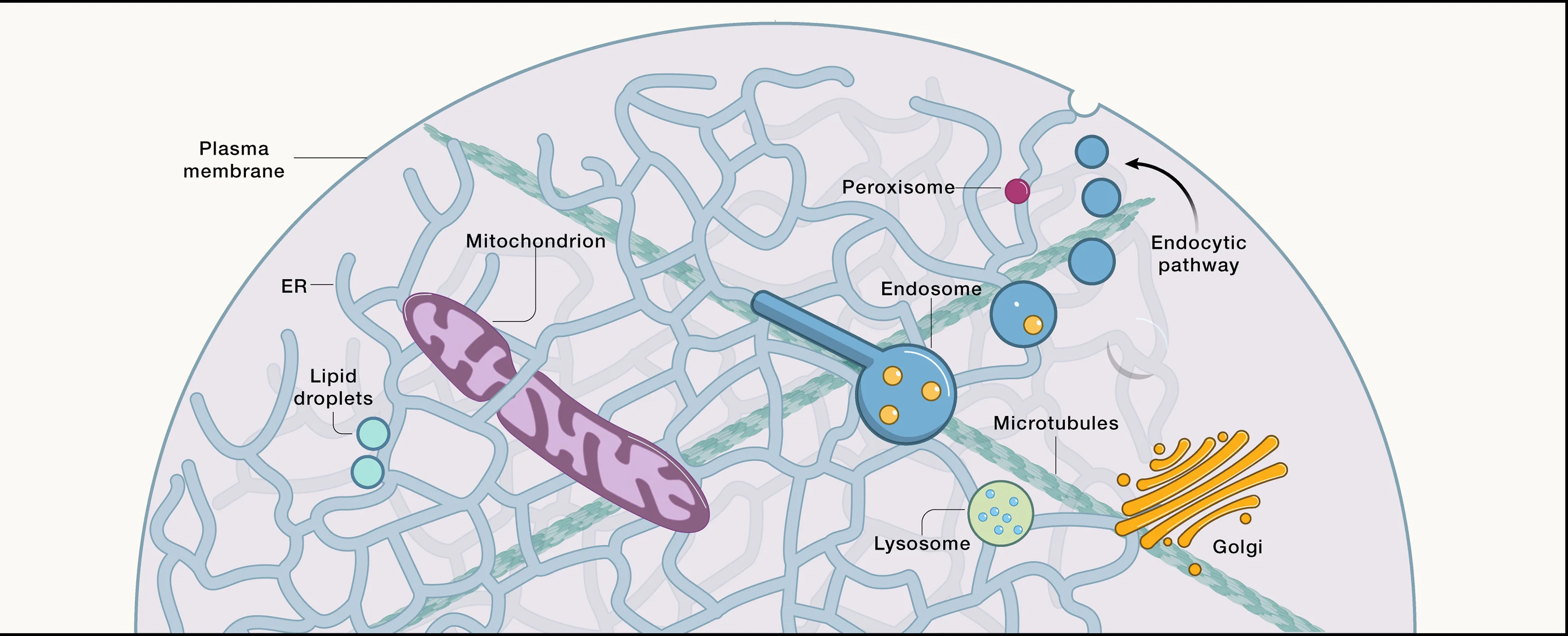 Open access visualization of Illustration, Workflow, Organelles, Cytoskeleton, Microtubules