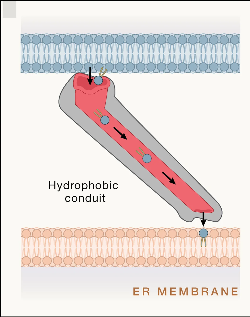 Open access visualization of Illustration, Workflow, Lipid Transporters, Hydrophobic Conduits, Lipid Transfer