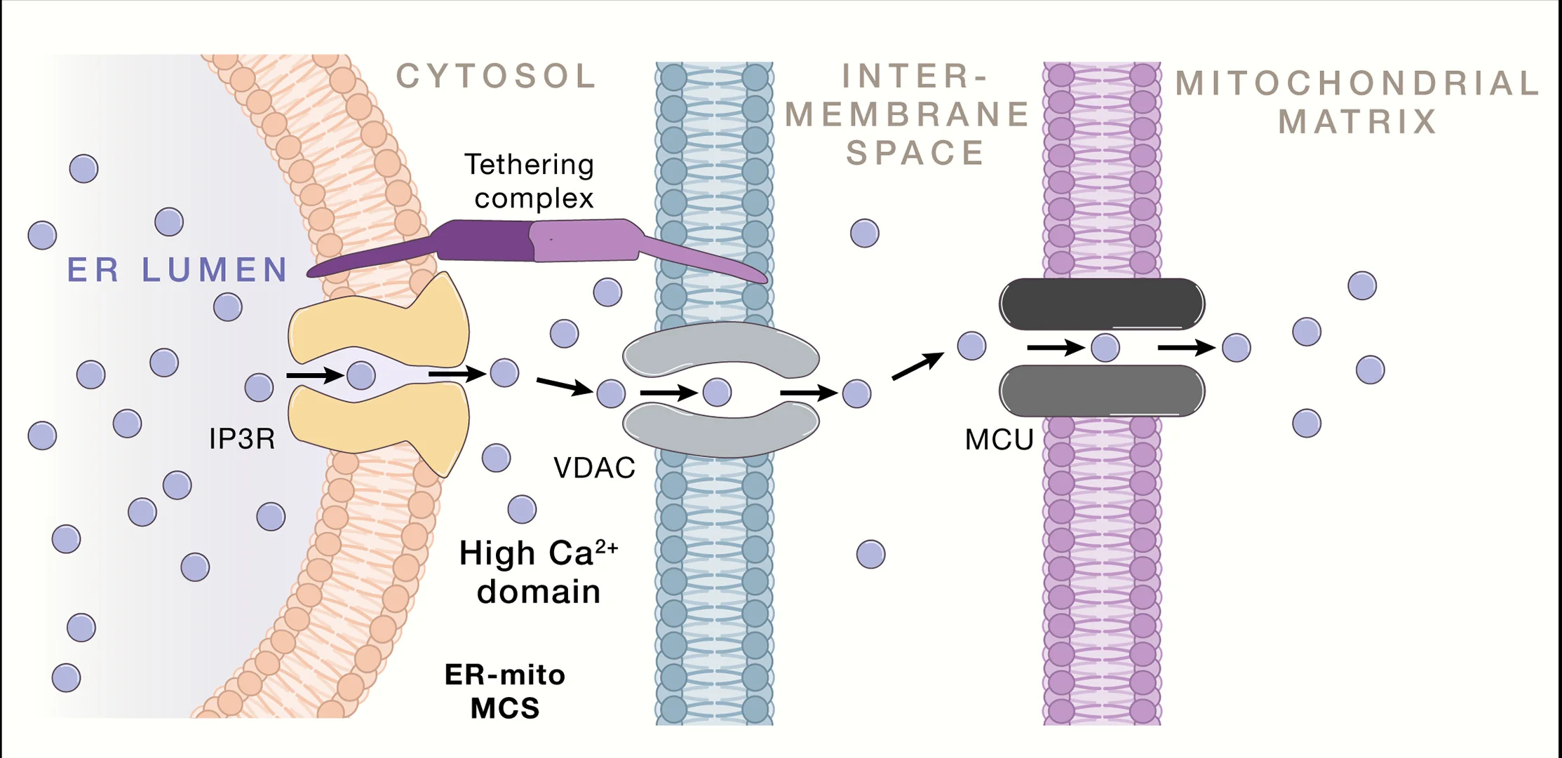 Open access visualization of Illustration, Workflow, Pathway, IP3 Receptors, ER Membrane