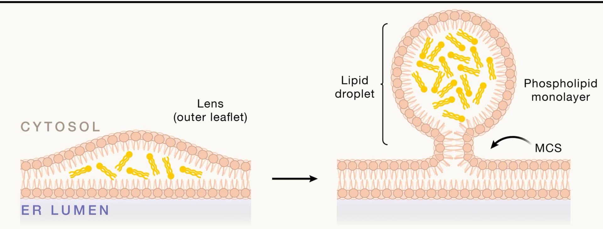 Open access visualization of Illustration, Lipid Droplet Biogenesis, Endoplasmic Reticulum Membranes, Neutral Lipids, Triglycerides