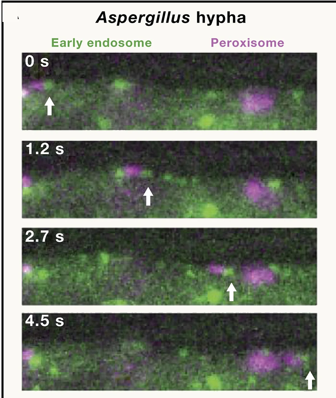 Open access visualization of Microscopy, Filamentous Fungi, Peroxisomes, Early Endosomes, Microtubules