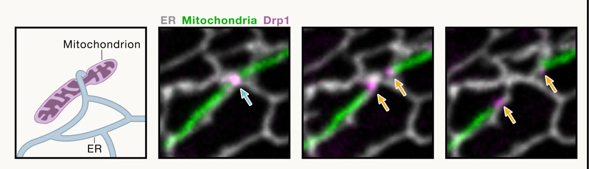 Open access visualization of Microscopy, Illustration, ER Tubules, Mitochondria, Mitochondrial Fission