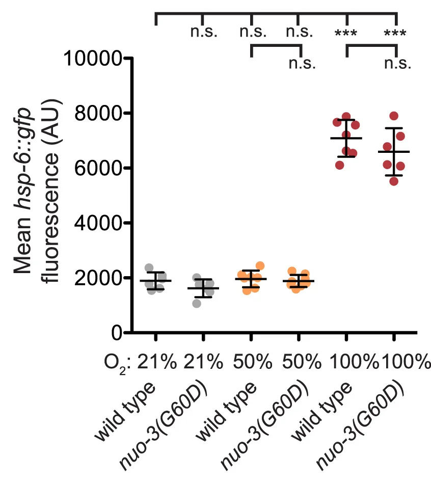 Open access visualization of Scatter Plot, Error Bars, Intestinal Fluorescence, hsp-6::gfp, Oxygen Levels