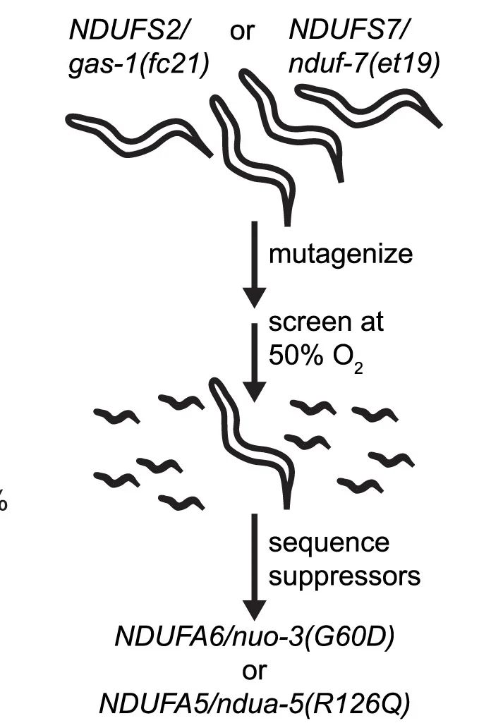 Open access visualization of Workflow, Mutagenesis, C. elegans, Oxygen Levels, Genetic Screen