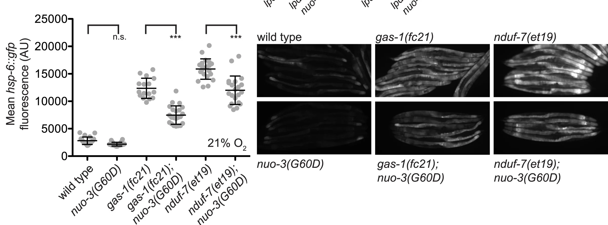 Open access visualization of Scatter Plot, Error Bars, Microscopy, Intestinal Fluorescence, hsp-6::gfp