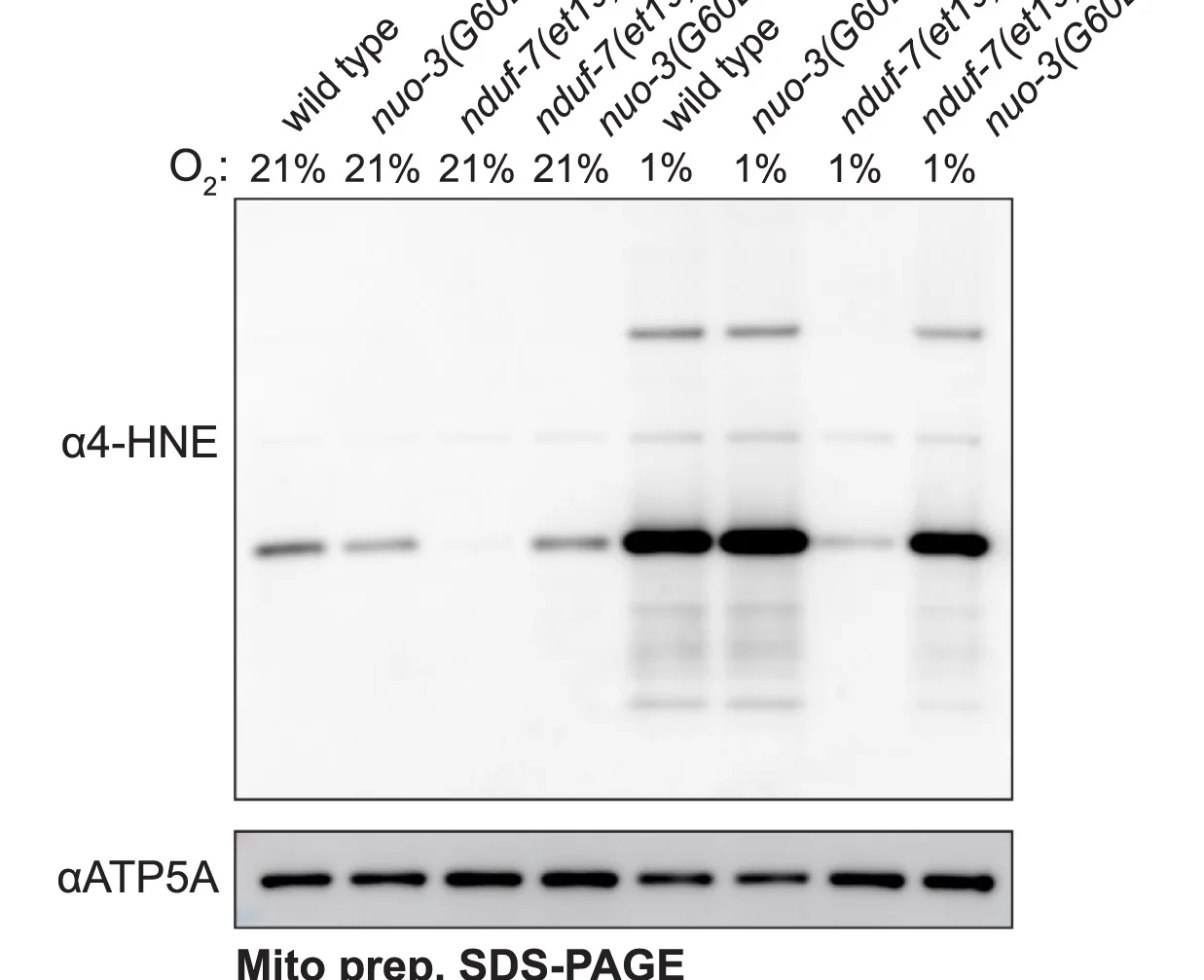 Open access visualization of Gel, SDS-PAGE, Western Blot, Mitochondria, Oxygen Levels