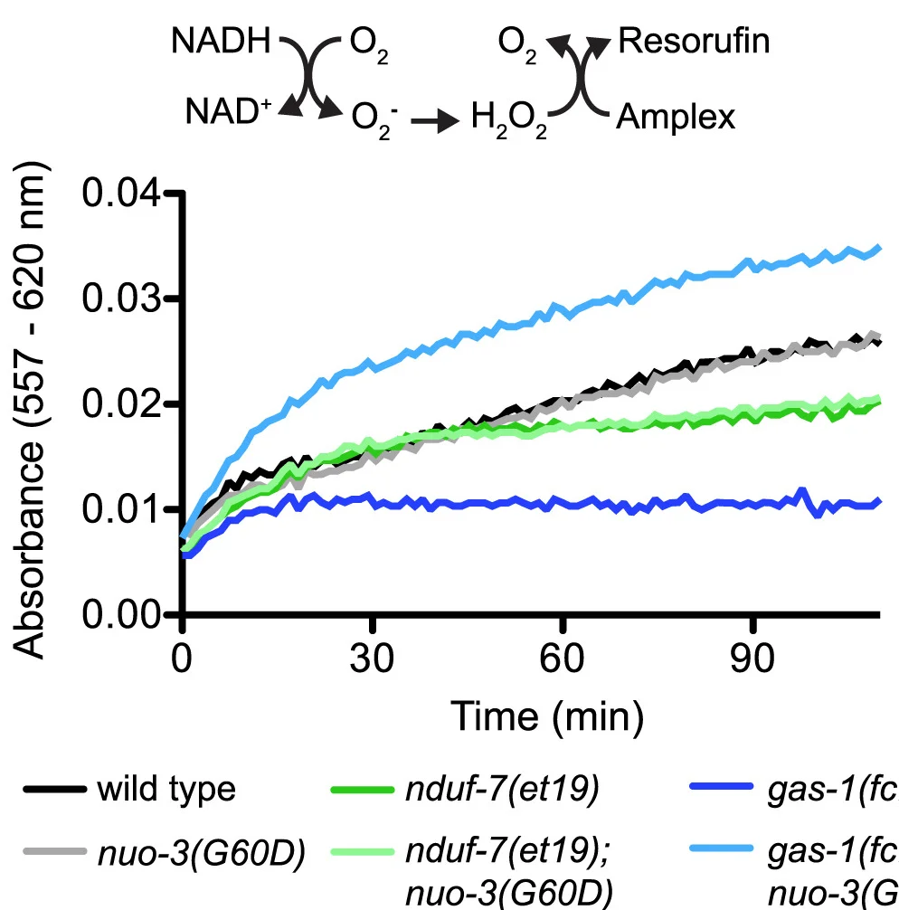 Open access visualization of Line Plot, NADH, Complex I, Superoxide Production, Mitochondrial Membranes