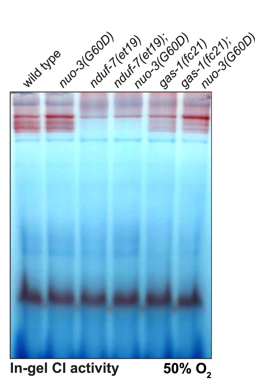 Open access visualization of Gel, BN-PAGE, Mitochondria, Complex I, Dehydrogenase Activity Assay