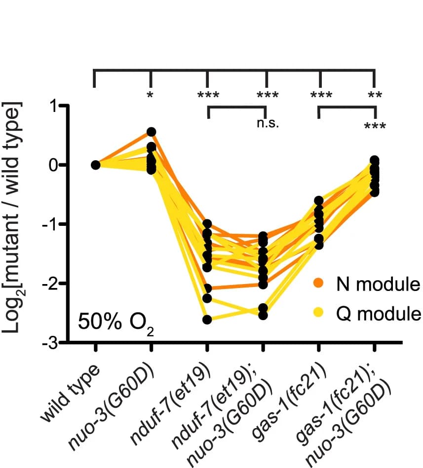 Open access visualization of Line Plot, TMT Quantitative Proteomics, Complex I, N Module, Q Module