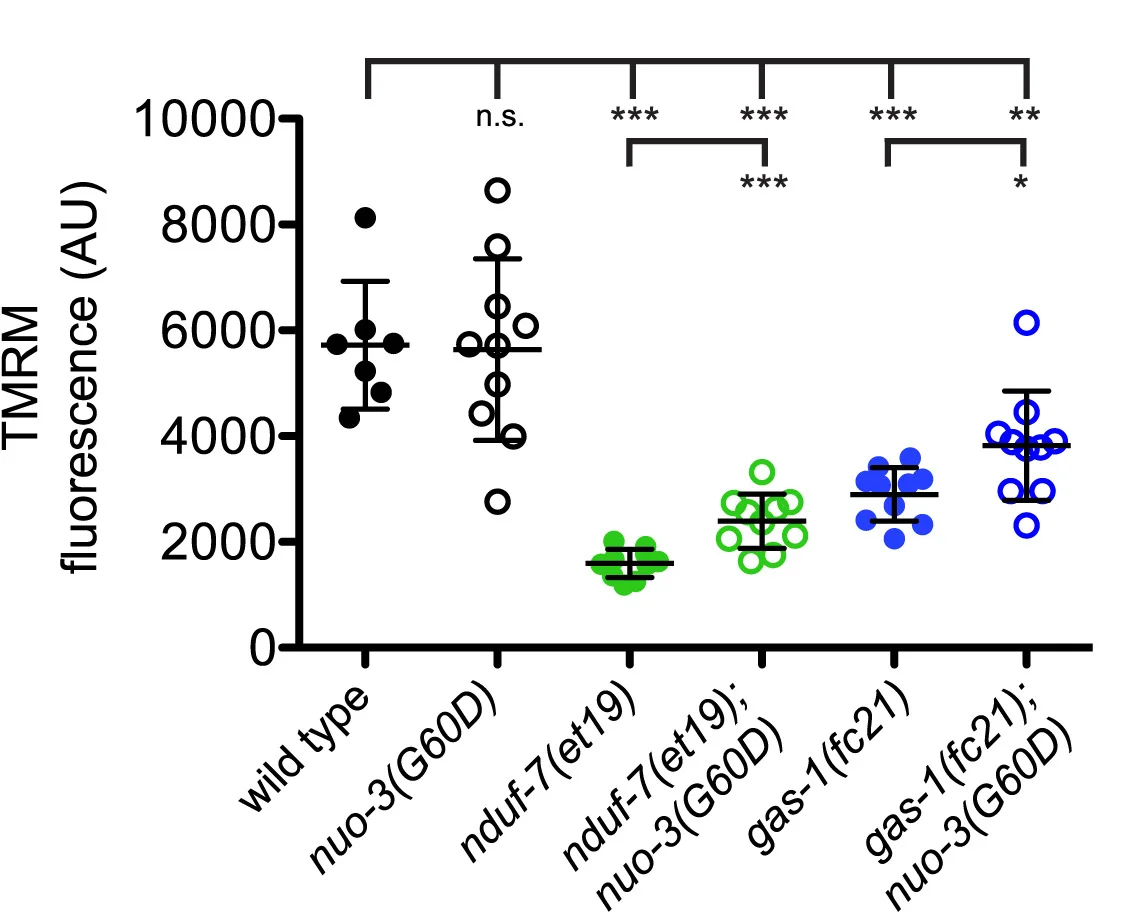 Open access visualization of Scatter Plot, Error Bars, TMRM Fluorescence, Pharynx, Oxygen