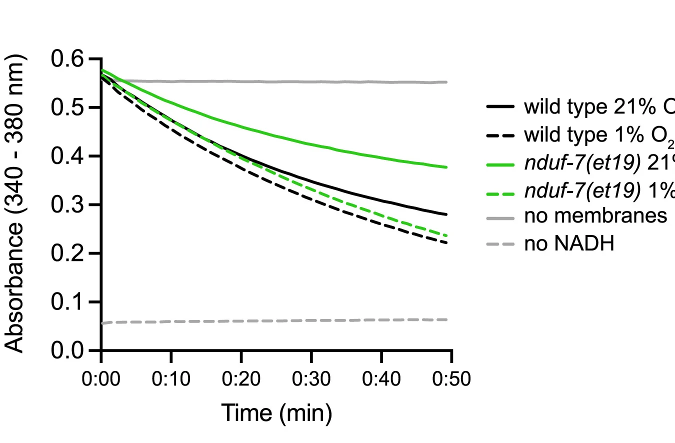 Open access visualization of Line Plot, Complex I, NADH, Mitochondrial Membranes, Absorbance