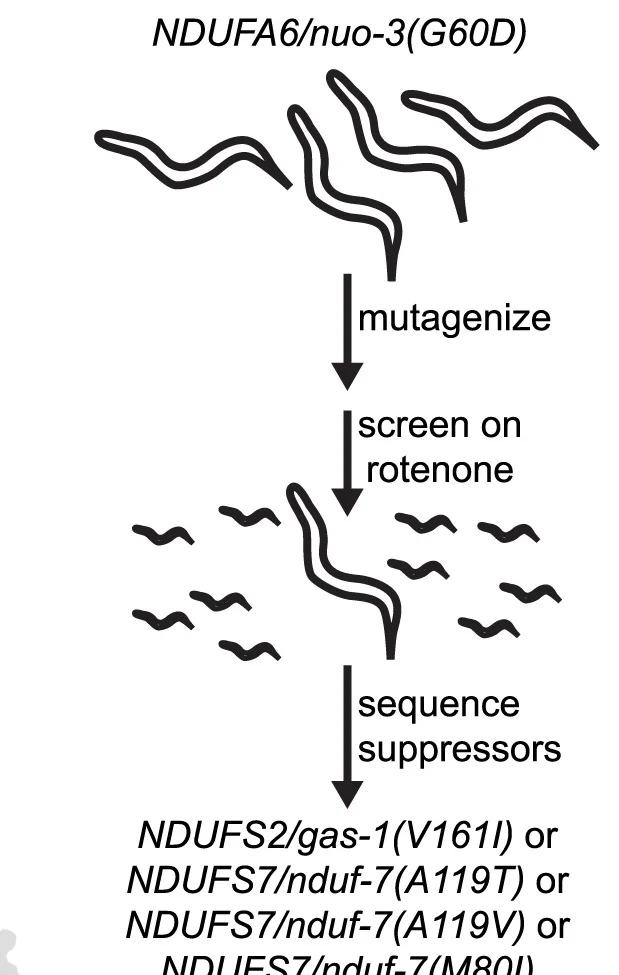 Open access visualization of Workflow, Flowchart, nuo-3(G60D)P0 Animals, Mutagenesis, EMS