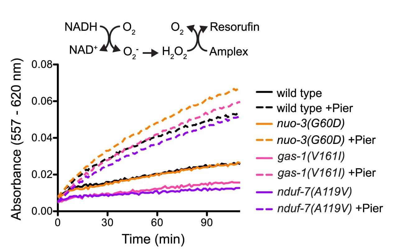 Open access visualization of Line Plot, NADH-driven Complex I, Superoxide Production, Piericidin, Mitochondrial Membranes