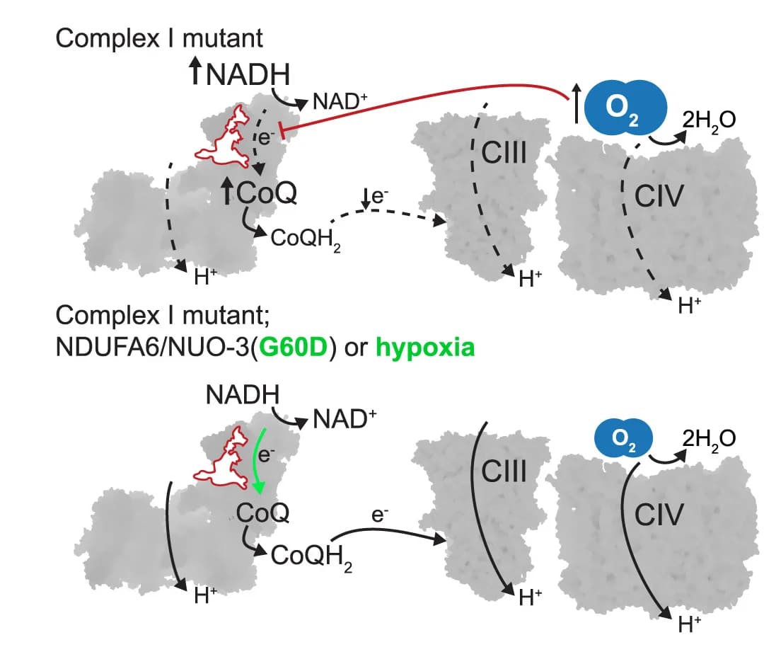 Open access visualization of Workflow, Illustration, Complex I Mutations, Electron Transport Chain, Hyperoxia